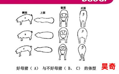 小母猪全文阅读